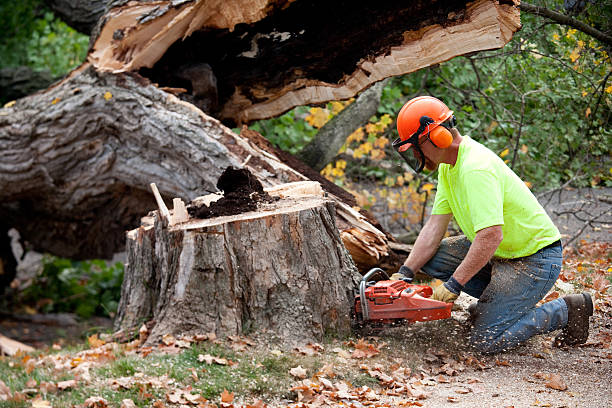 Best Leaf Removal Services  in Fifth Ward, LA